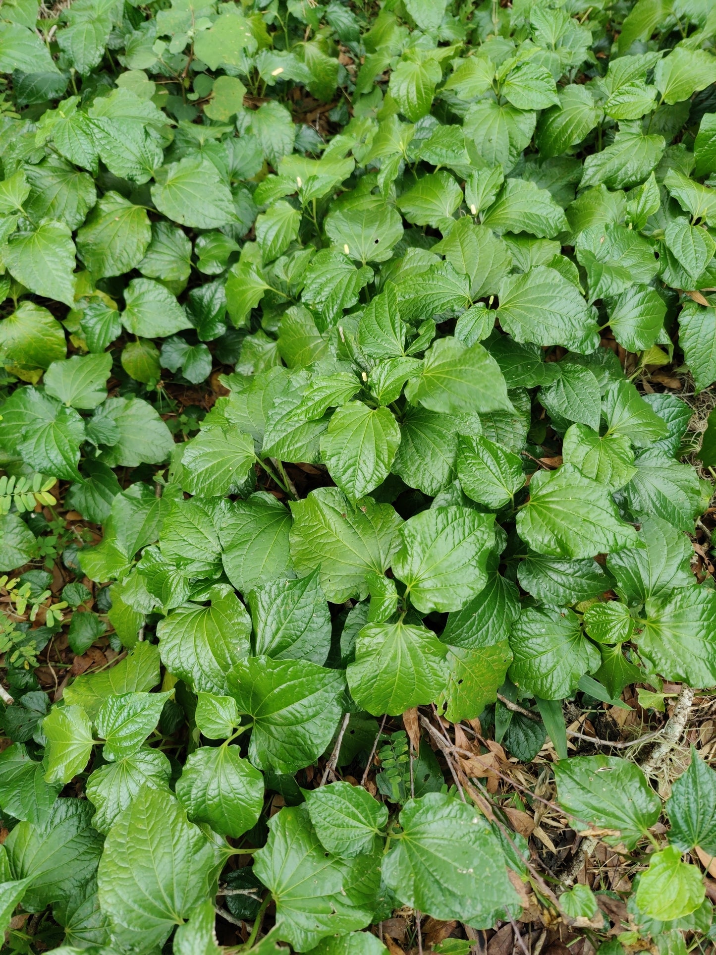 Piper Lolot - Phak Ilut or Lá Lốt