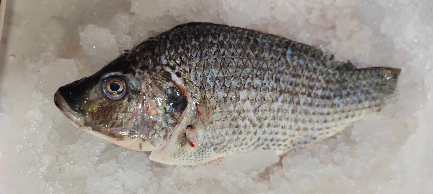 Wild-Caught Fresh Frozen Whole Tilapia Scaled and Gutted