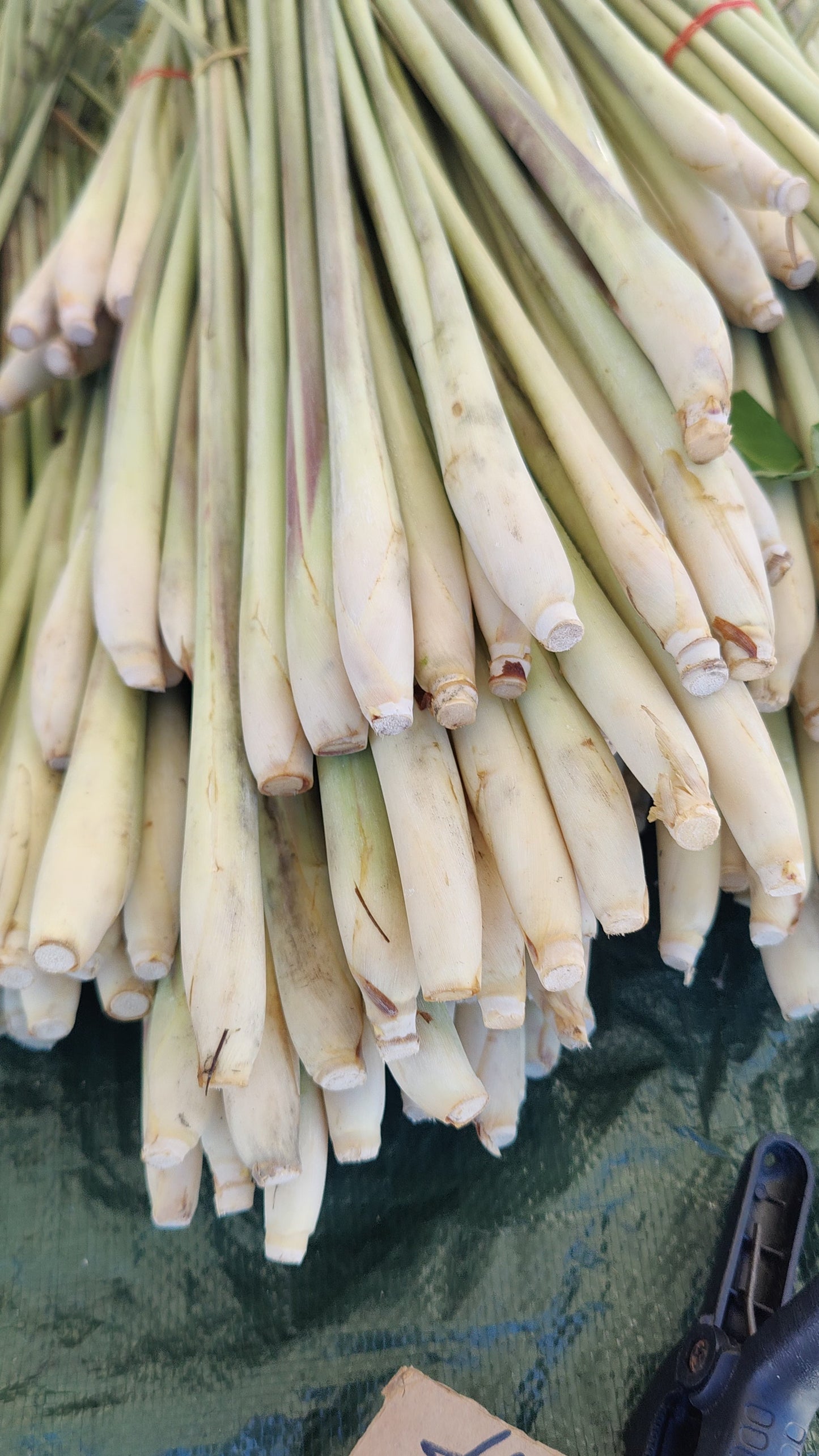 Florida Fresh Grown Lemon Grass (Hua Seen Kai)