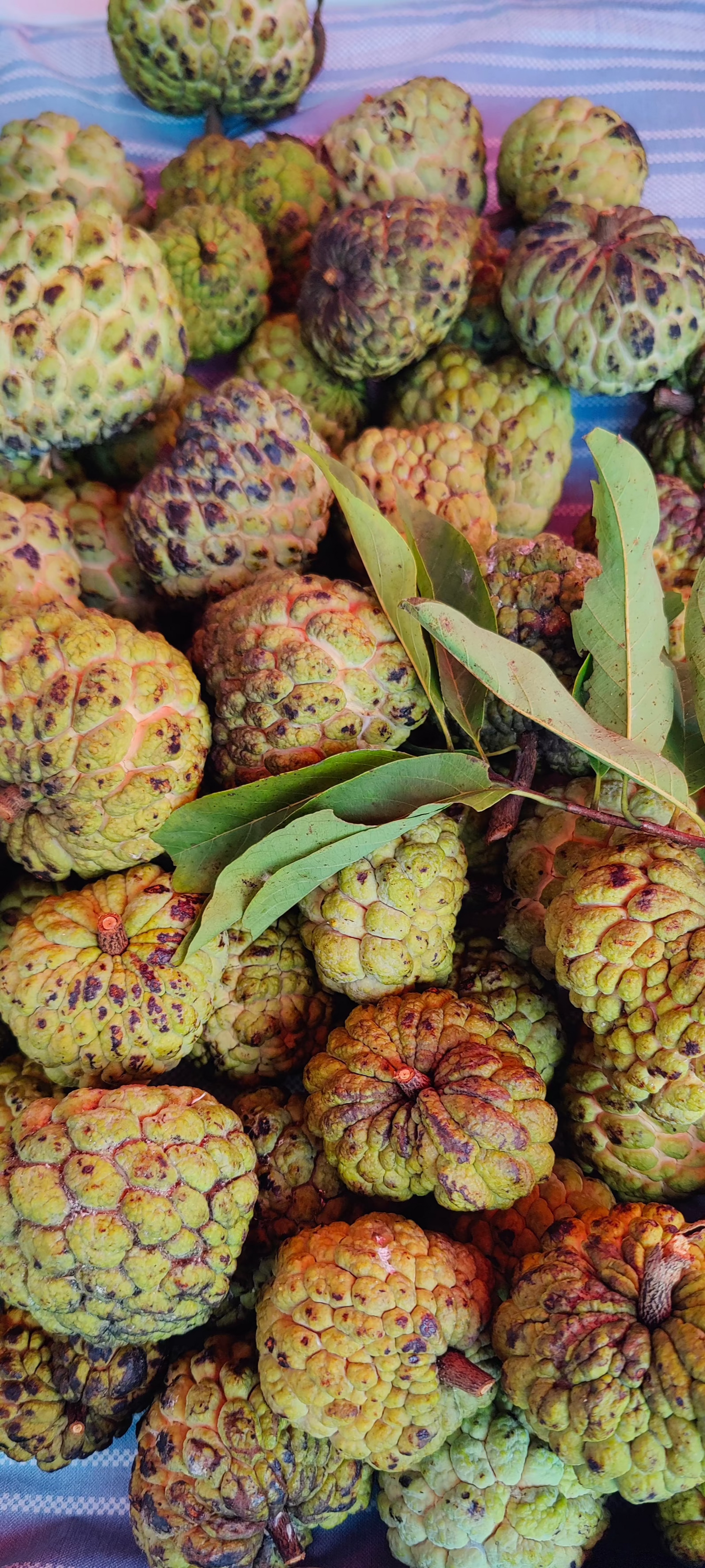 Florida Sugar Apple (Not in Season) Available July-September