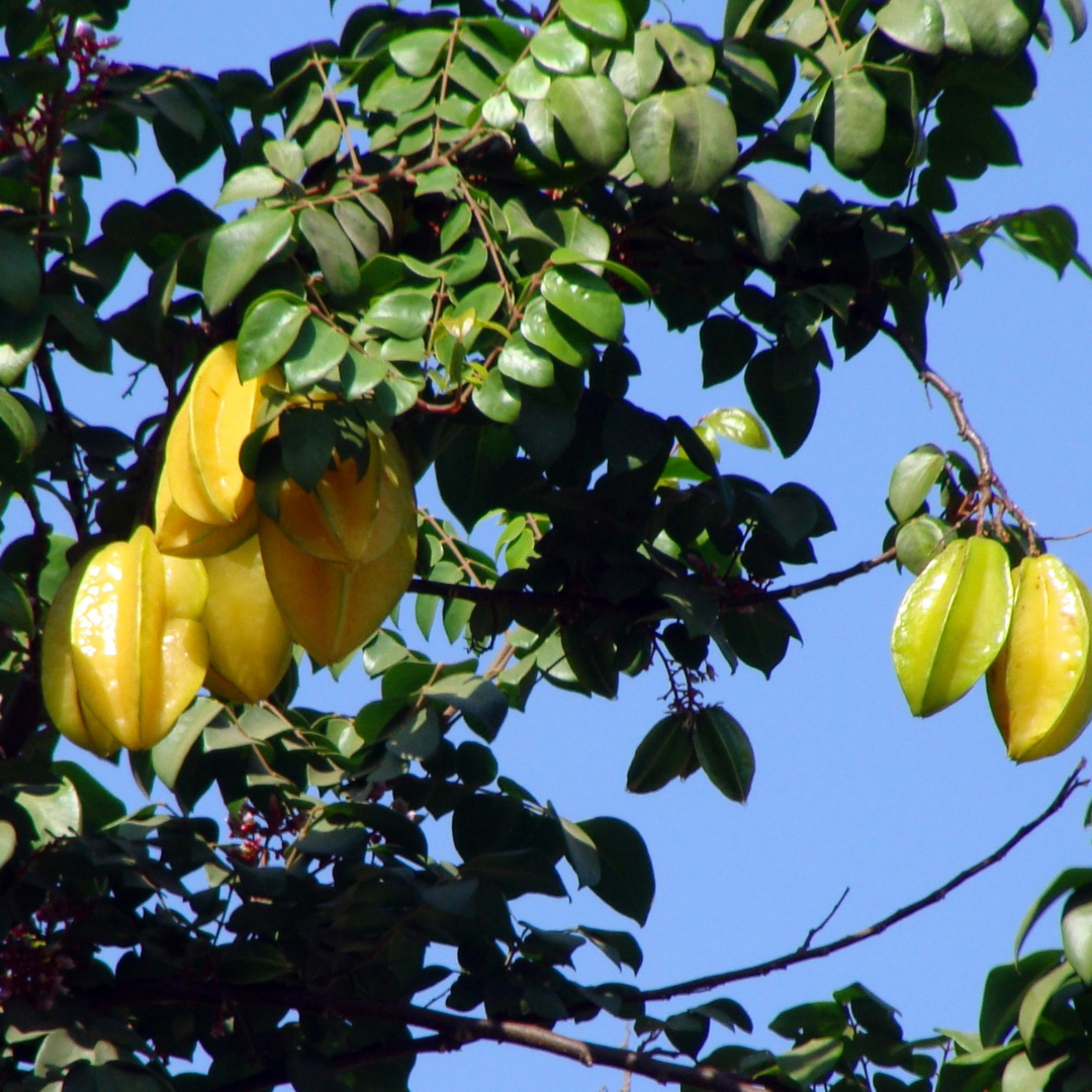 Florida Starfruit In-Season July-February