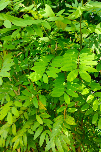 Cassia Leaves (Bai Kee Lek)