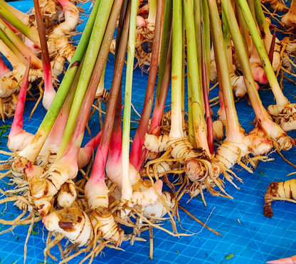 Florida Grown Fresh Galangal