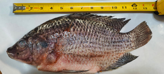 Wild-Caught Fresh Frozen Whole Tilapia Scaled and Gutted