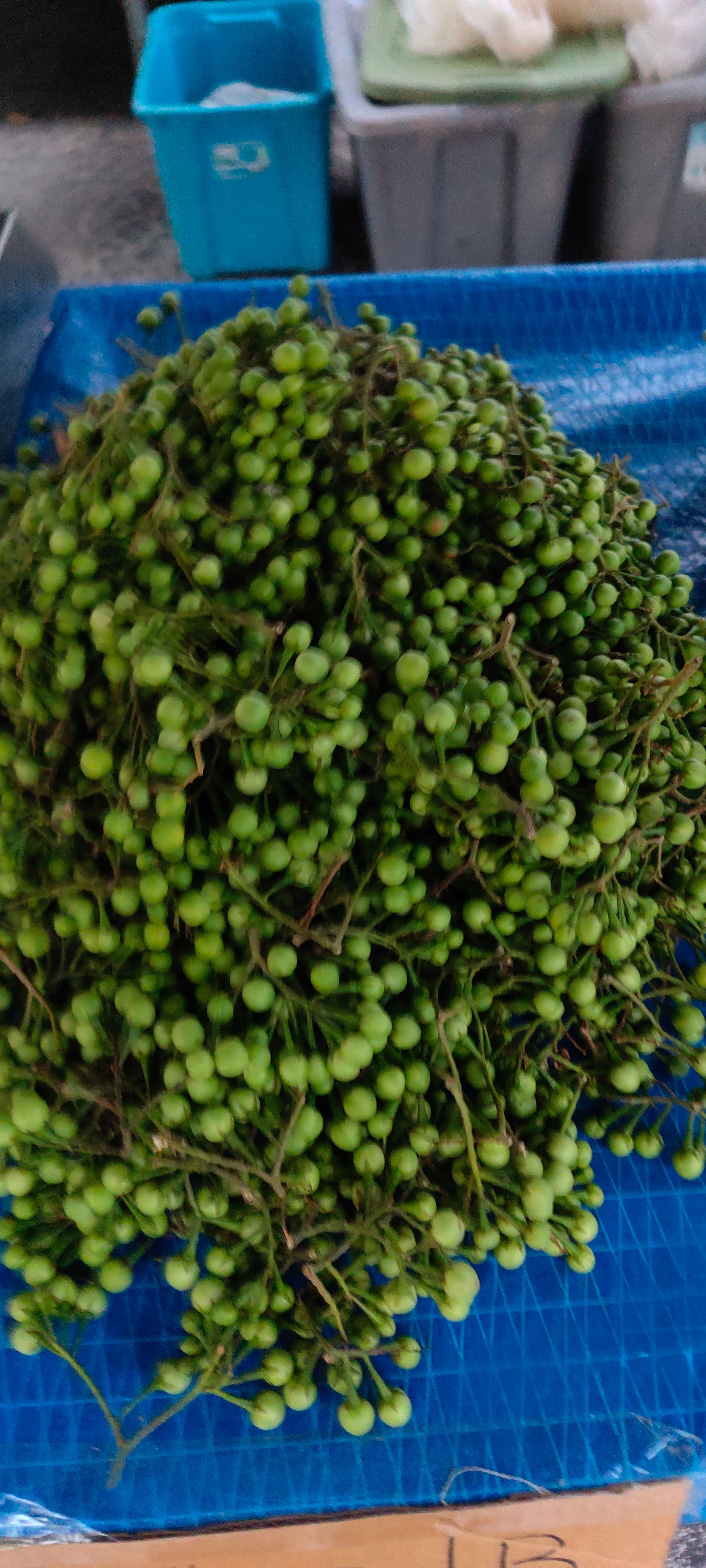 Pea Eggplant Turkey Berry (Solanum Melongena) (Mak Khank)