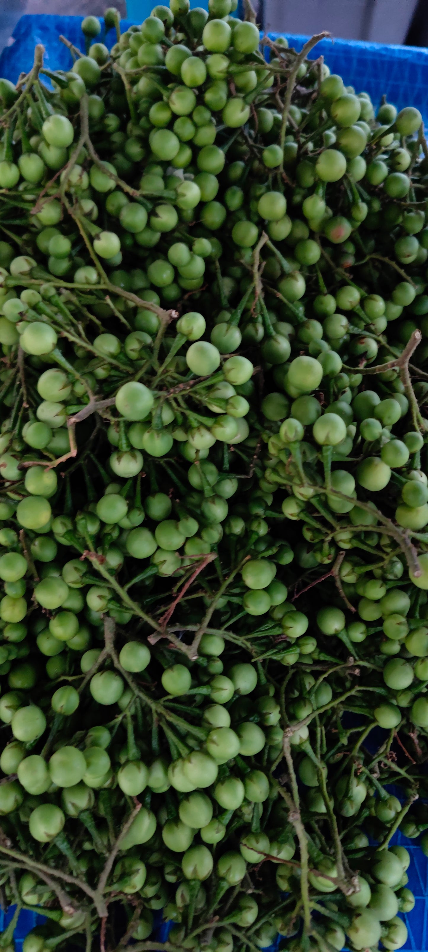 Pea Eggplant Turkey Berry (Solanum Melongena) (Mak Khank)