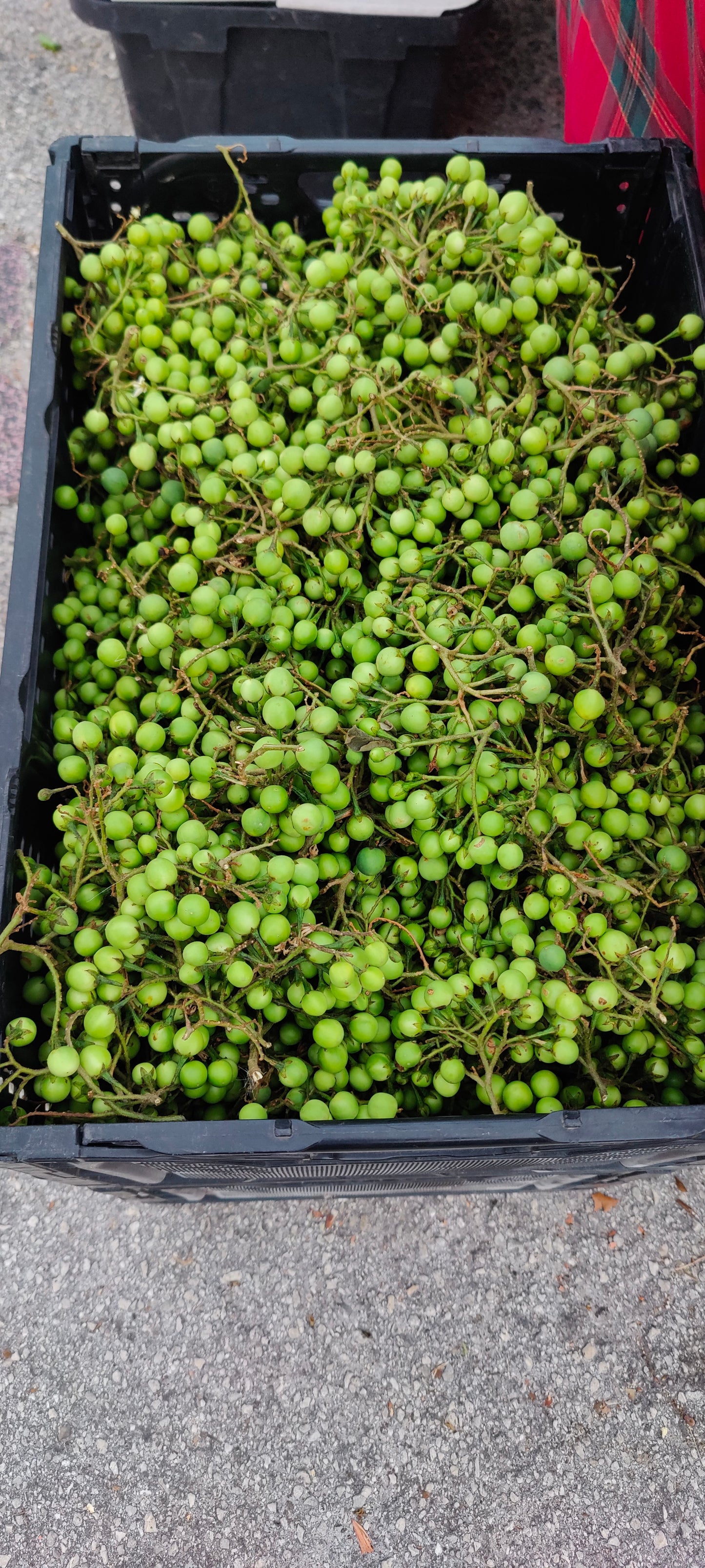 Pea Eggplant Turkey Berry (Solanum Melongena) (Mak Khank)