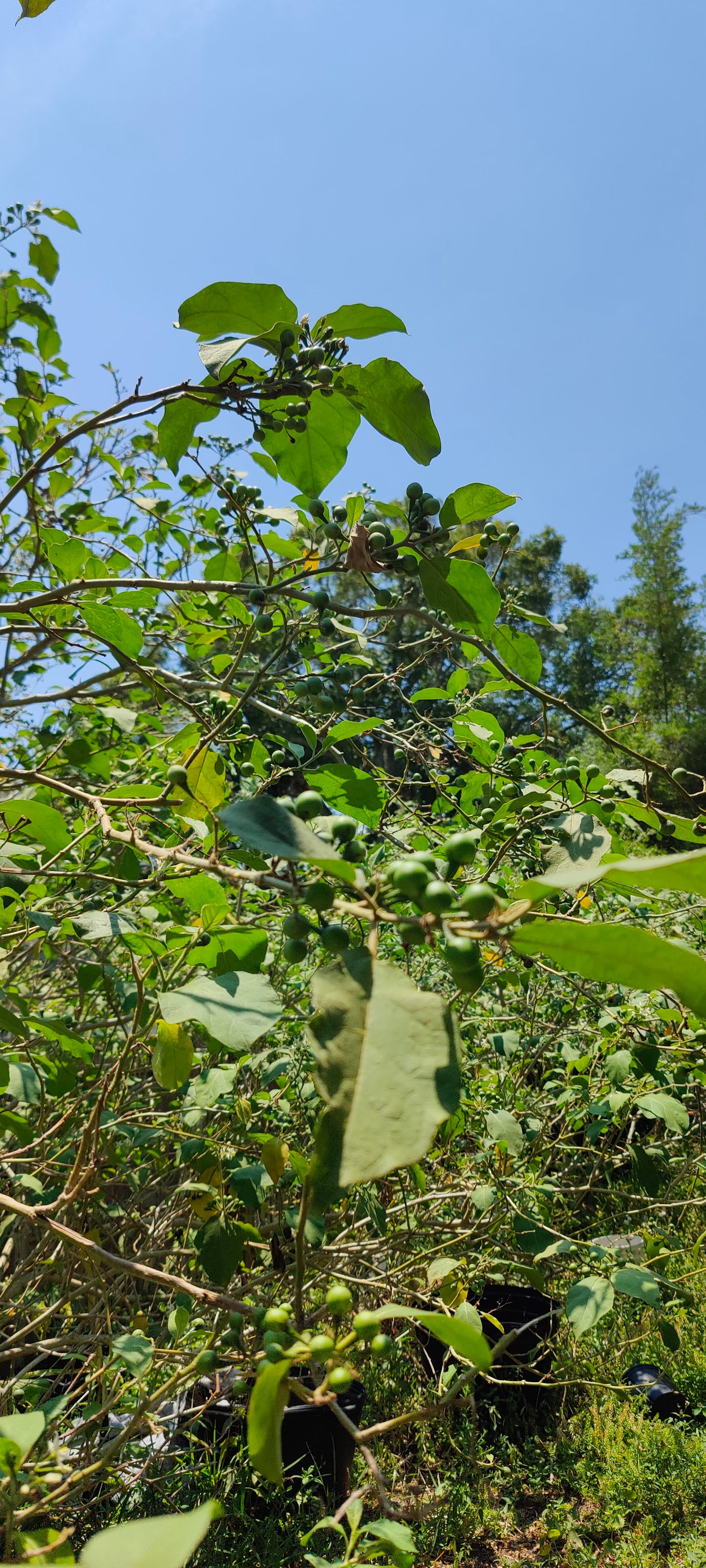 Pea Eggplant Turkey Berry (Solanum Melongena) (Mak Khank)