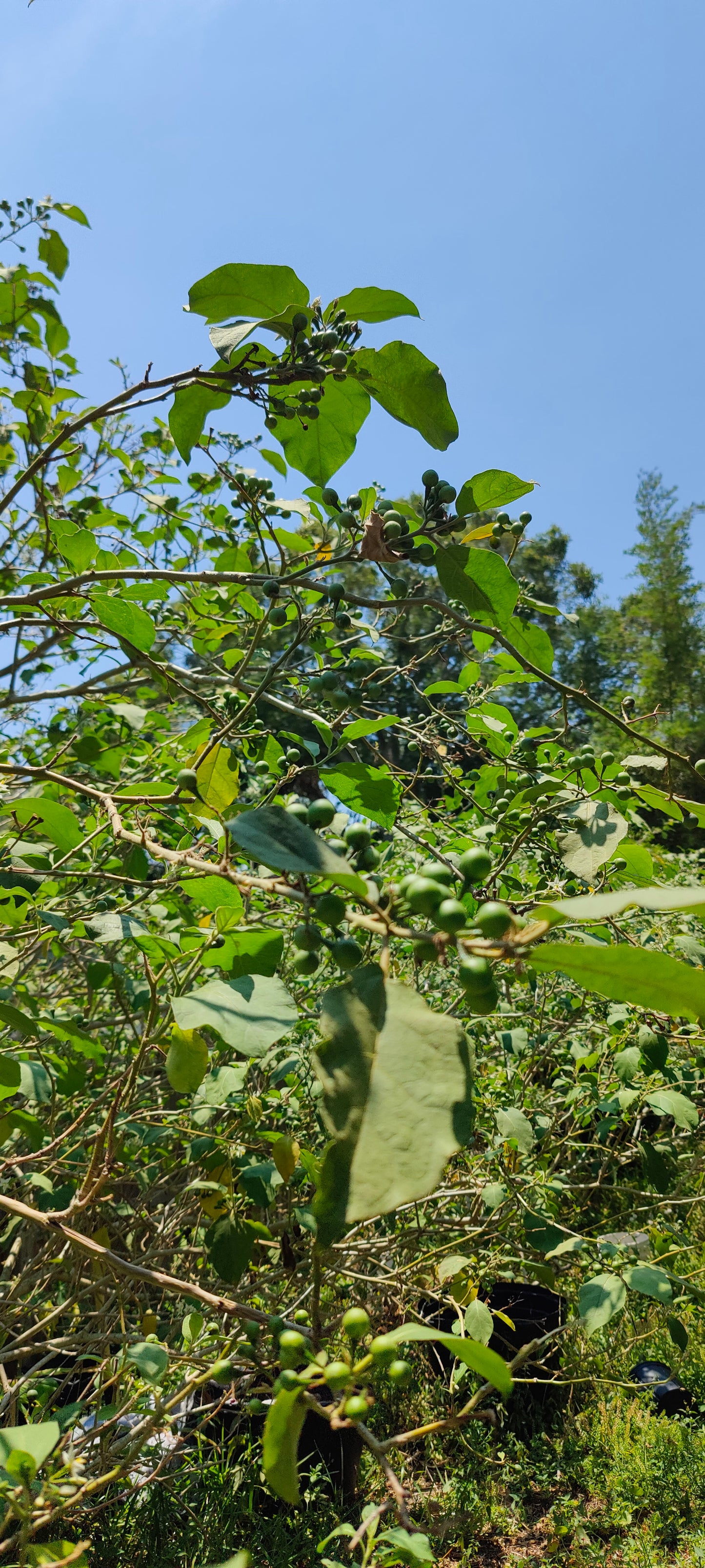 Pea Eggplant Turkey Berry (Solanum Melongena) (Mak Khank)