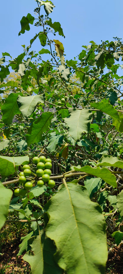 Pea Eggplant Turkey Berry (Solanum Melongena) (Mak Khank)