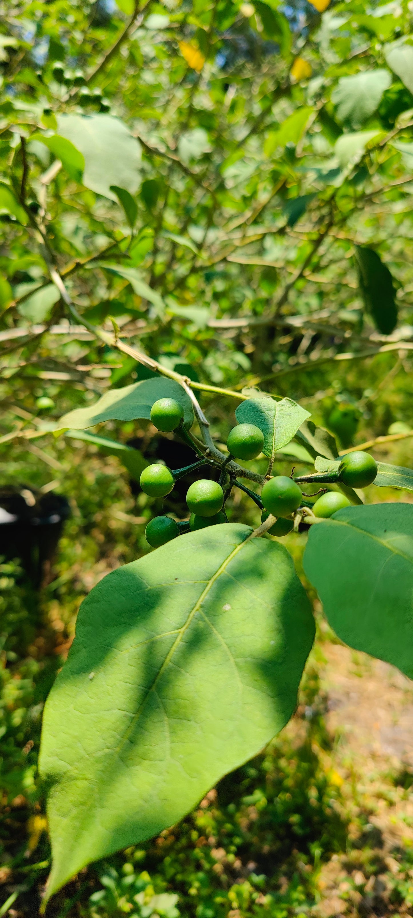 Pea Eggplant Turkey Berry (Solanum Melongena) (Mak Khank)