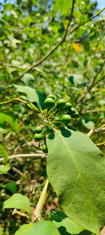 Pea Eggplant Turkey Berry (Solanum Melongena) (Mak Khank)