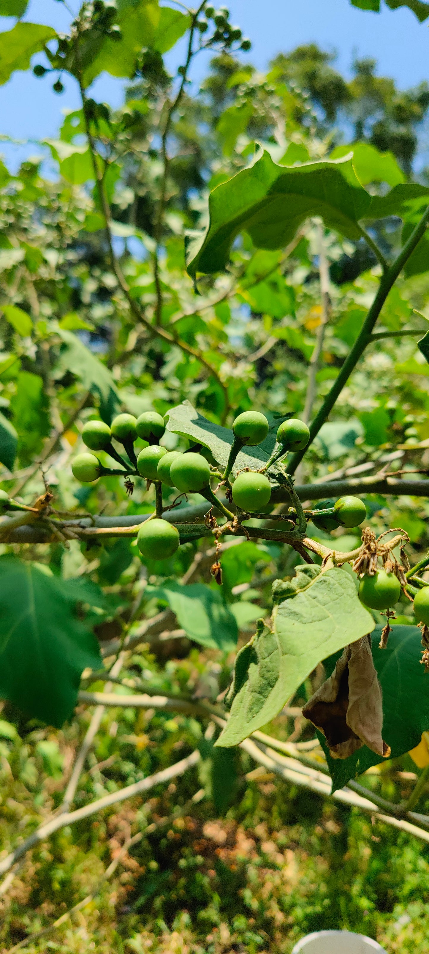 Pea Eggplant Turkey Berry (Solanum Melongena) (Mak Khank)