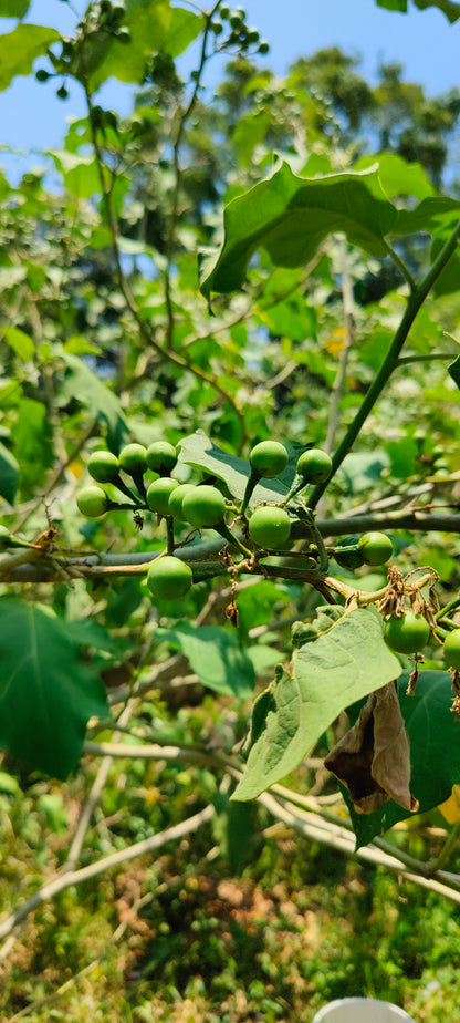 Pea Eggplant Turkey Berry (Solanum Melongena) (Mak Khank)