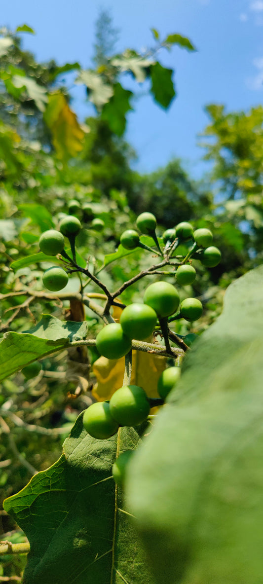 Pea Eggplant Turkey Berry (Solanum Melongena) (Mak Khank)