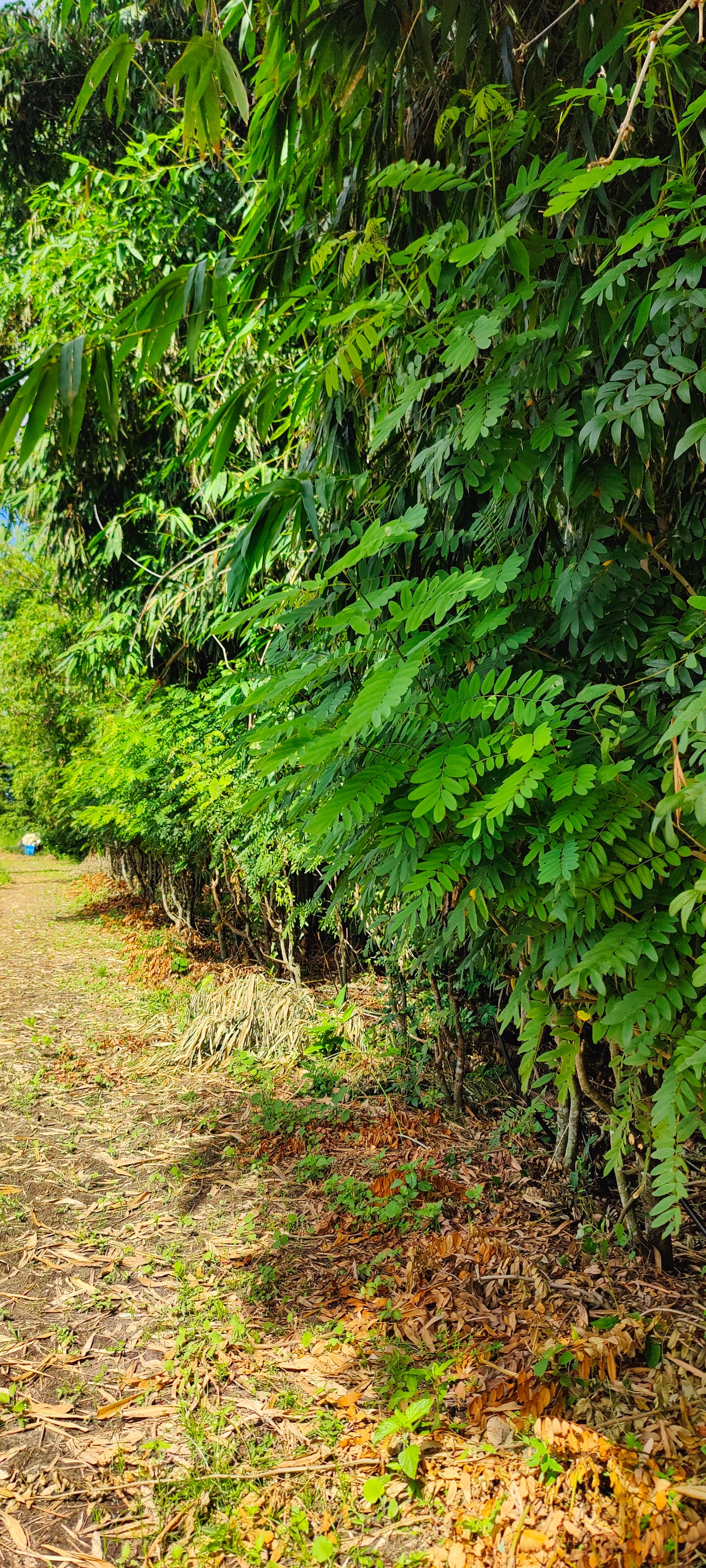 Cassia Leaves (Bai Kee Lek)