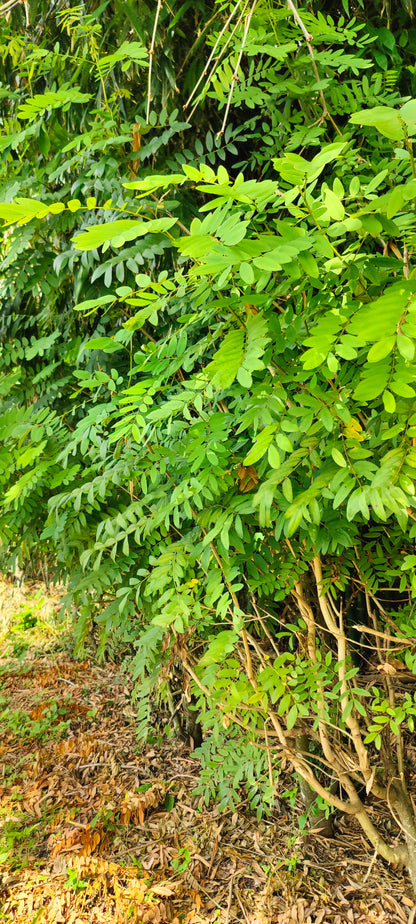 Cassia Leaves (Bai Kee Lek)