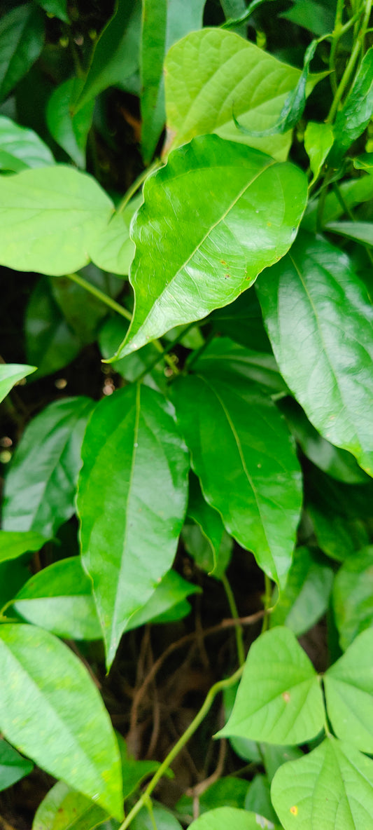 Tiliacora Triandra (Bai Ya Nang)