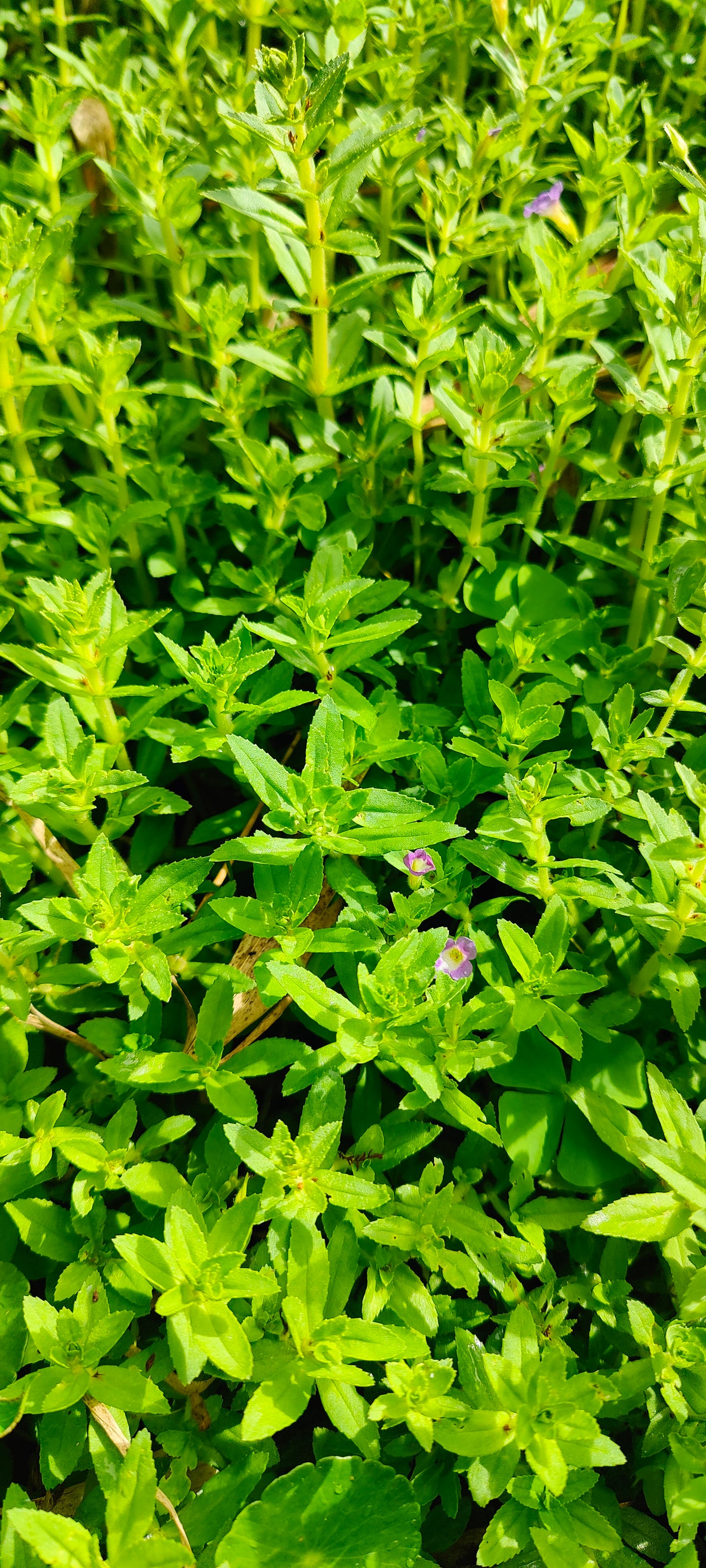 Rice Paddy Herb (Ngo Om or Phak Khagang) (Limnophila Aromatica)