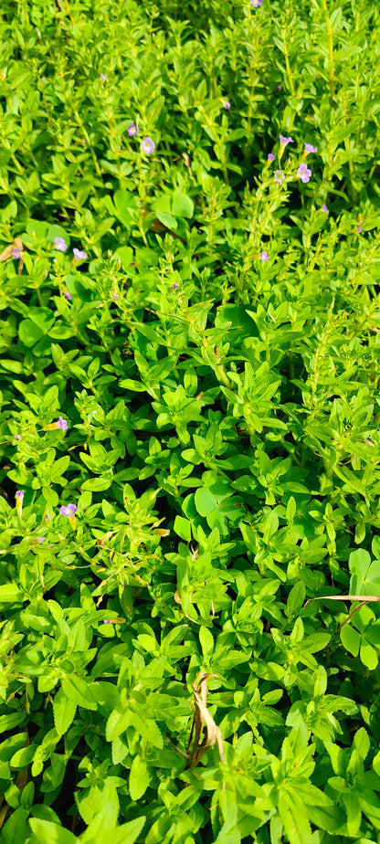 Rice Paddy Herb (Ngo Om or Phak Khagang) (Limnophila Aromatica)