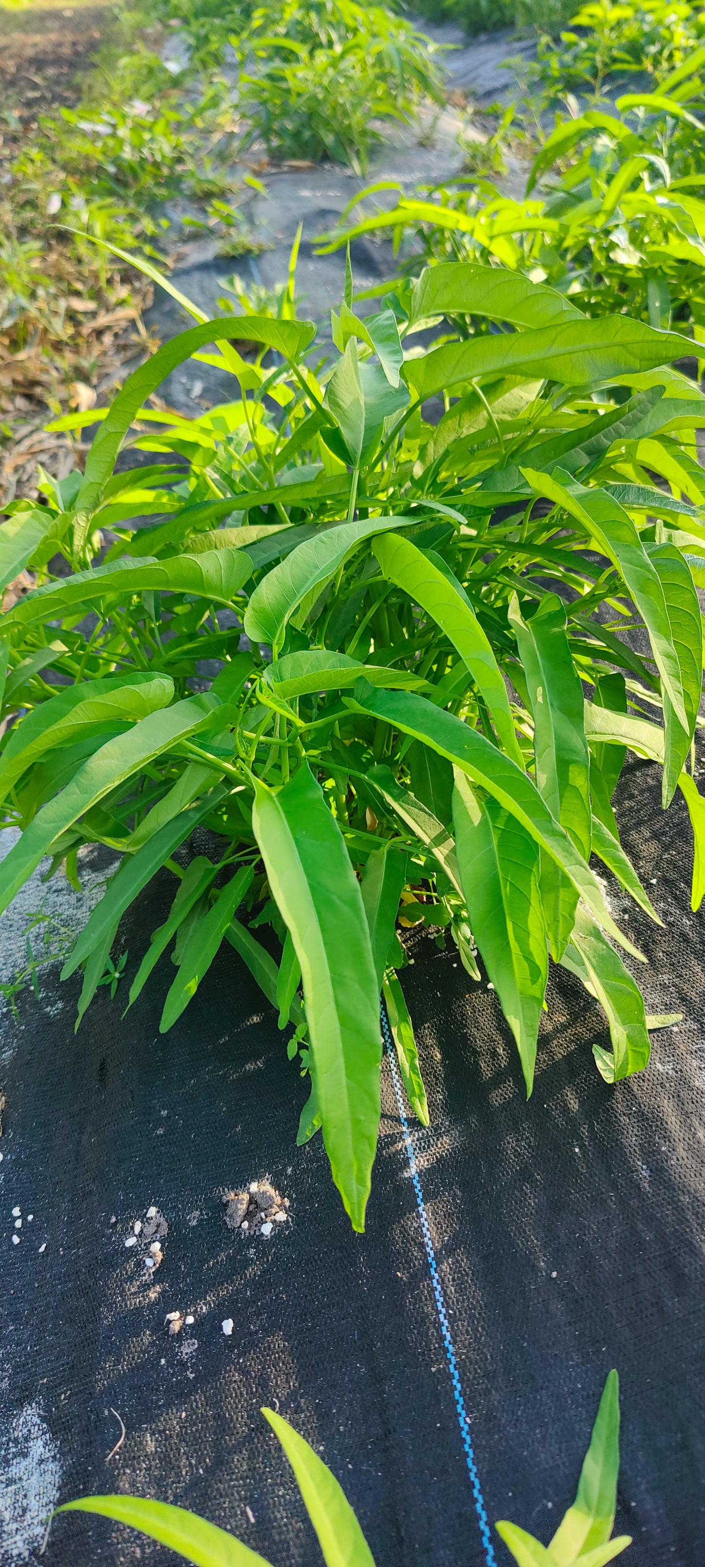 Asian Water Spinach - Pak Bong