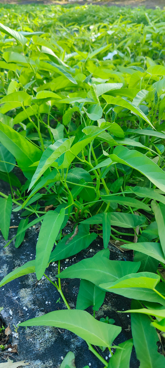 Asian Water Spinach - Pak Bong