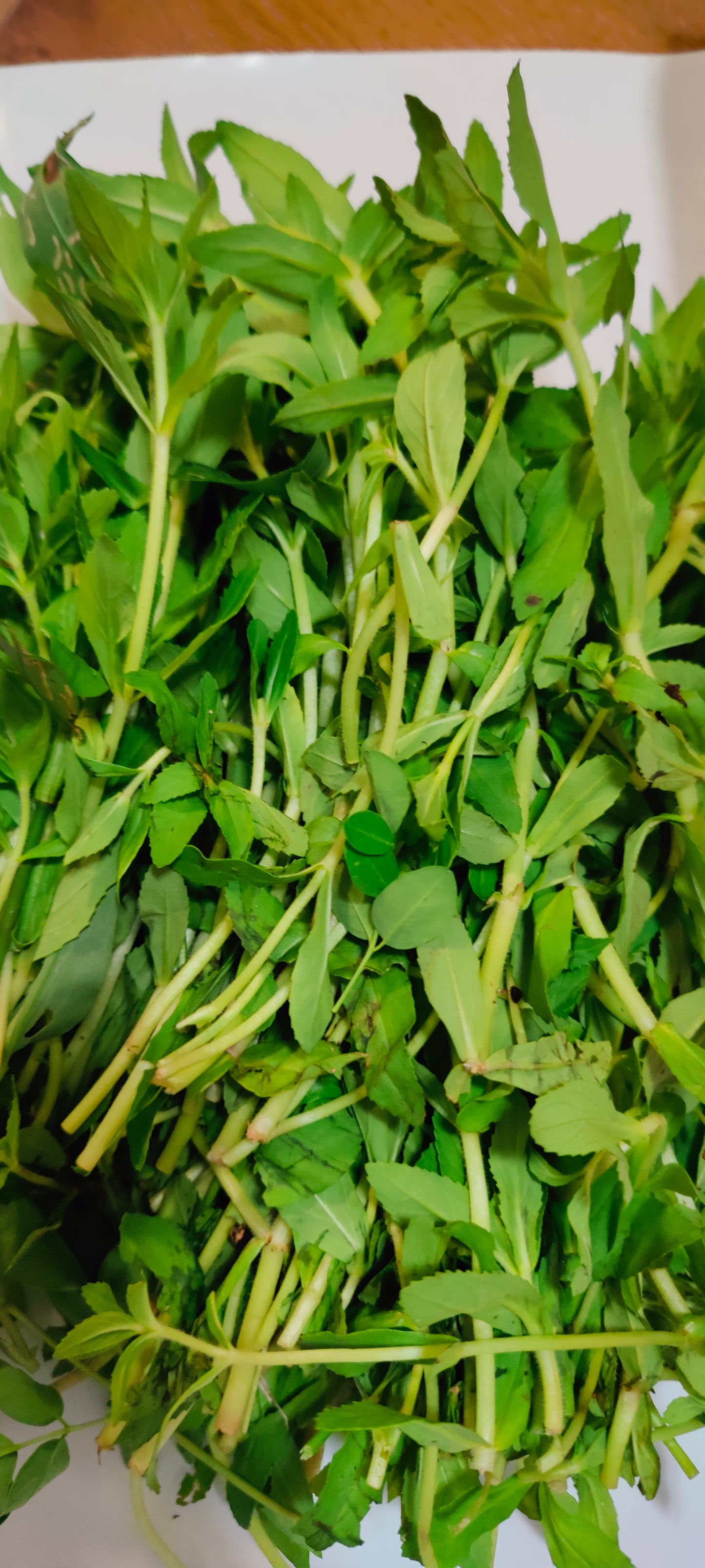 Rice Paddy Herb (Ngo Om or Phak Khagang) (Limnophila Aromatica)