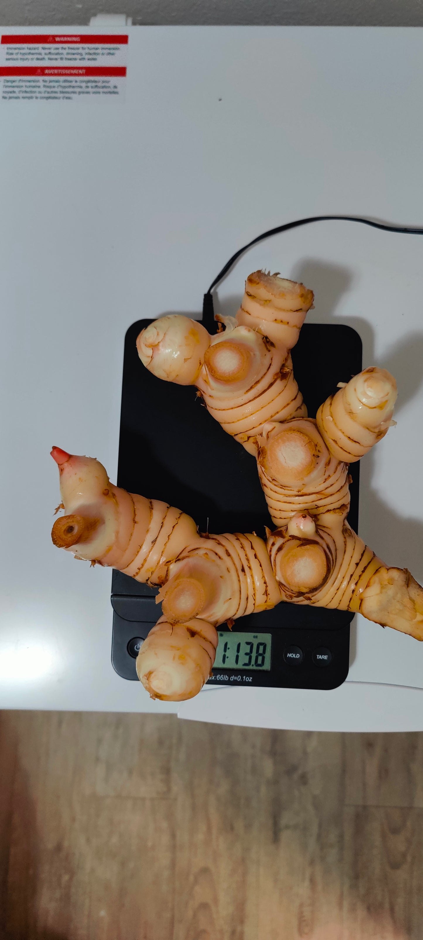 Florida Grown Fresh Galangal