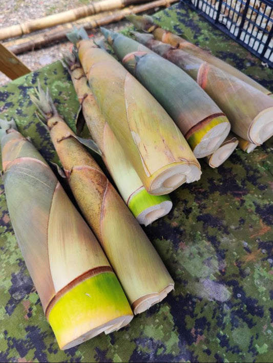 Gaeng Nor Mai Kit Best Fresh Bamboo (Bambusa oldhamii) with Yanang Leaves & Optional Wild Herbs