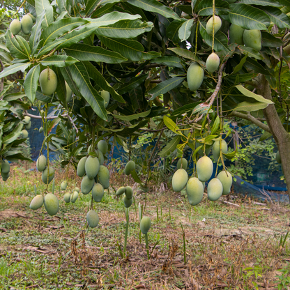 Florida Mango (Not In Season) Available in June-October