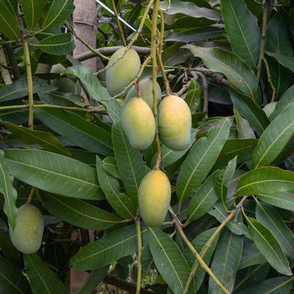 Florida Mango (Not In Season) Available in June-October