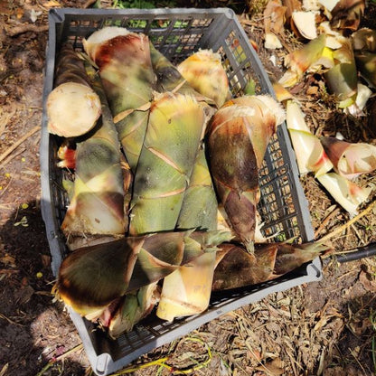 Gaeng Nor Mai Kit Best Fresh Bamboo (Bambusa oldhamii) with Yanang Leaves & Optional Wild Herbs
