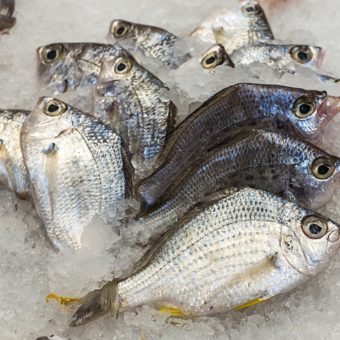 Wild-Caught Striped Mojarra Florida