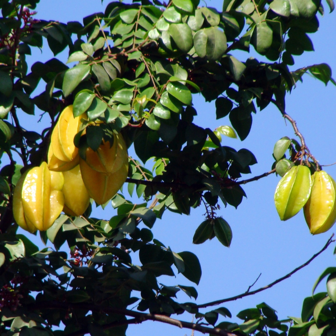 Starfruit In-Season July-February