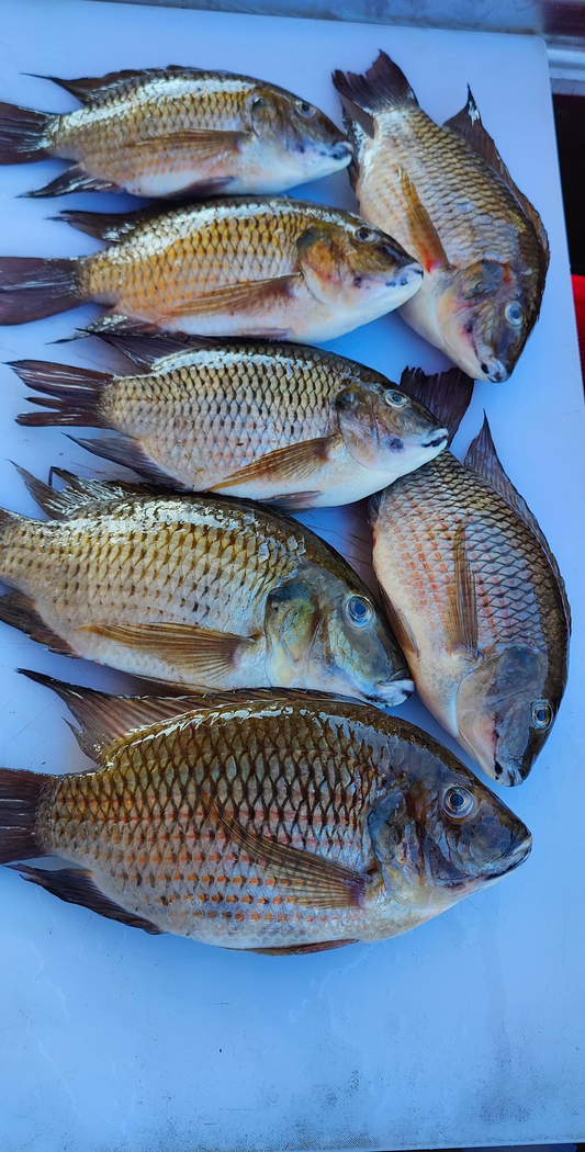 Wild Caught Whole Tilapia Gutted